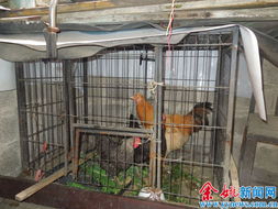 小区所有饲养家禽4月20日前必须自行处理